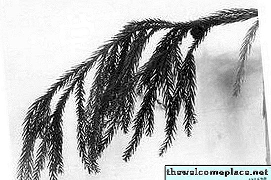 Comment tailler Cryptomeria