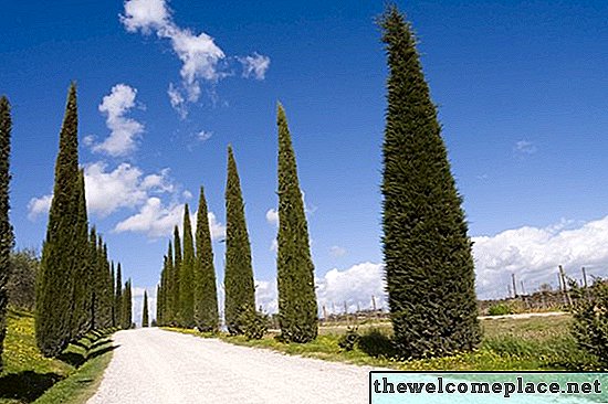 İtalyan Selvi Ağaçları Budama
