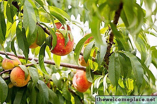 Kaip genėti persikų medį