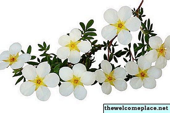 Cómo podar arbustos de Potentilla