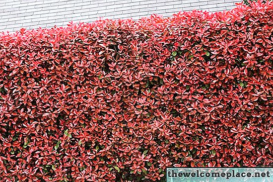 Kırmızı İpucu Photinia budama nasıl
