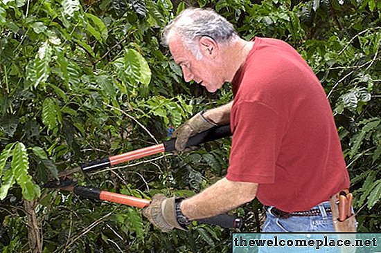 Cara Memangkas Pohon Zaitun Manis