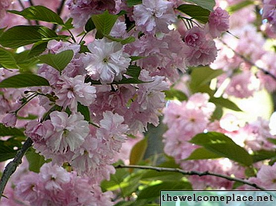 Jak prořezat strom Weeping Cherry Blossom