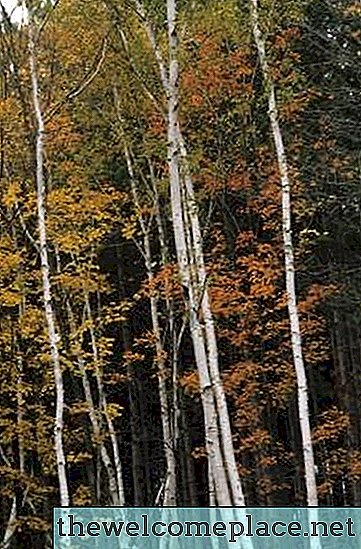 Cara Mengenali Pohon Maple Keriting