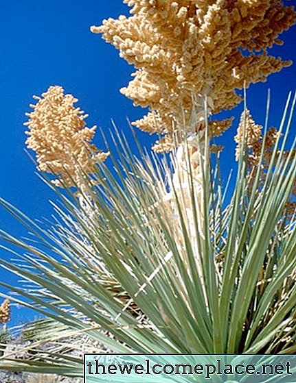 Jak odstranit děti z rostliny Yucca