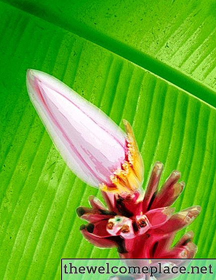 So entfernen Sie Bitterkeit aus Bananenblüten