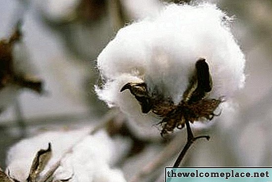 Cómo quitar la semilla de algodón a mano