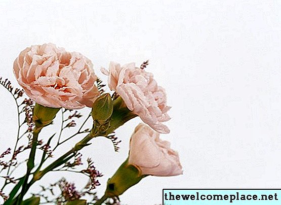 Hoe dode bloemen van een Dianthus te verwijderen