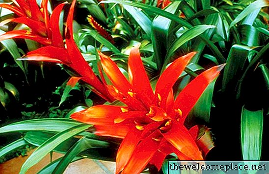 วิธีการลบดอกไม้ตายจาก Bromeliad