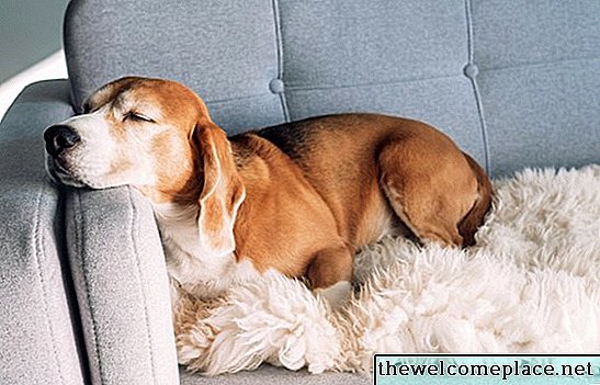 Comment enlever l'odeur de chien d'un canapé