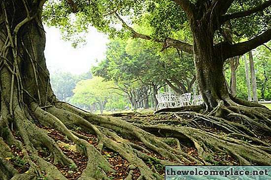 Ficus Roots Nasıl Kaldırılır