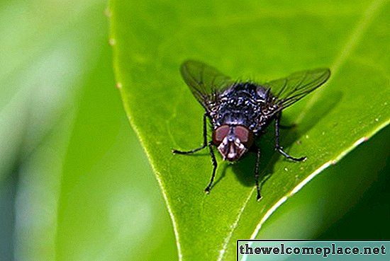 So entfernen Sie Fly Papierkleber