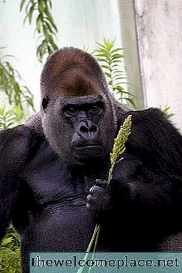 Comment enlever les résidus de colle de gorille