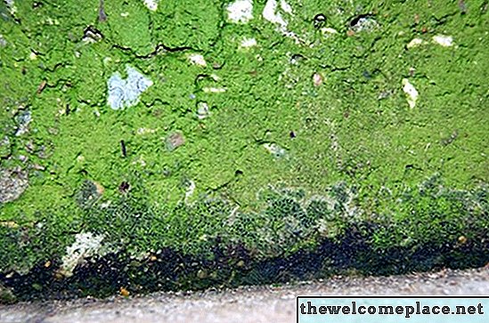 Hur man tar bort grön mögel från betong