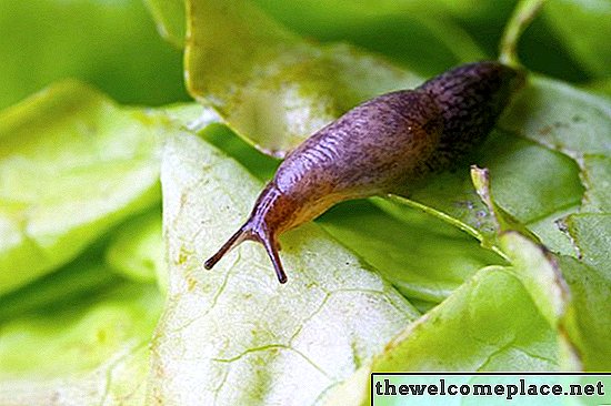 Comment faire pour supprimer le mucus Slug