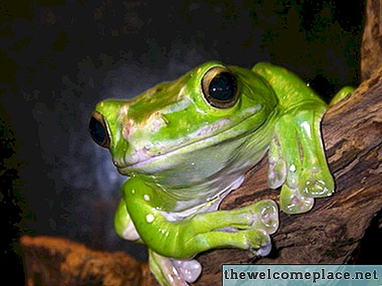 Come rimuovere Tree Frogs