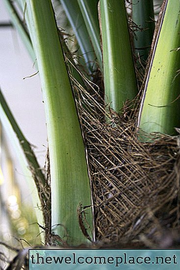 Sådan repareres et brudt hus-palmetræ
