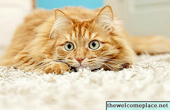 Como reparar furos de carpete arranhados por gatos