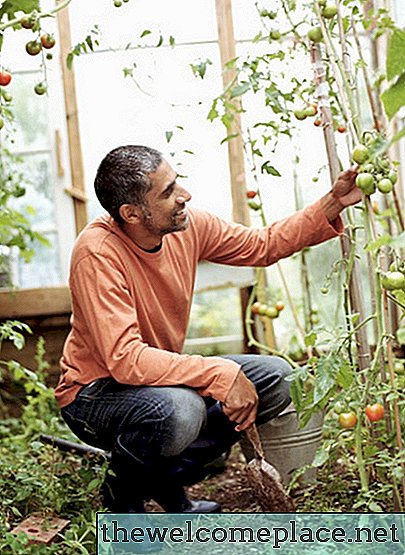 Como reparar plantas de tomate com excesso de água