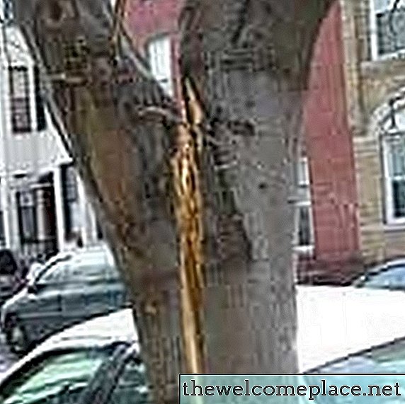 Hoe een gesplitste boom te repareren