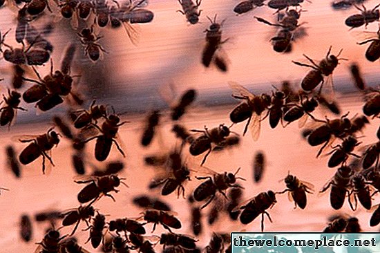 Cómo repeler a las abejas con suavizante de telas