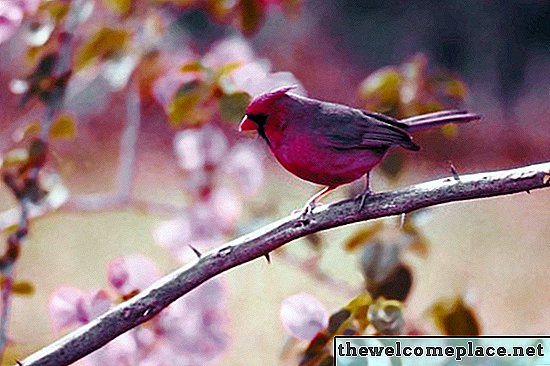 鳥を自然に撃退する方法