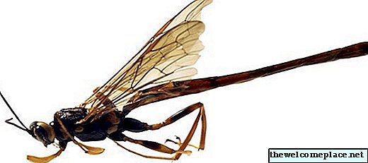 Как да отблъснат хапането на черни комари