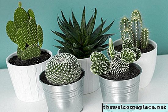 Hoe Cactus en vetplanten te verpotten