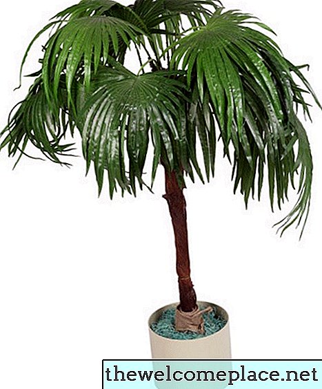 Cómo trasplantar una planta de palma Majesty