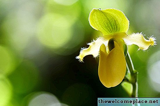 Jak repotovat orchideje