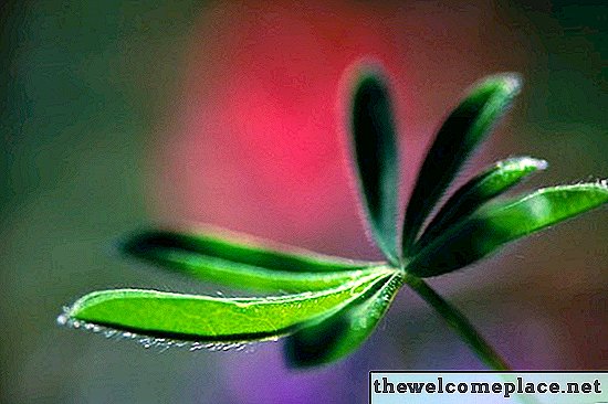 Comment rempoter les plantes d'intérieur Schefflera