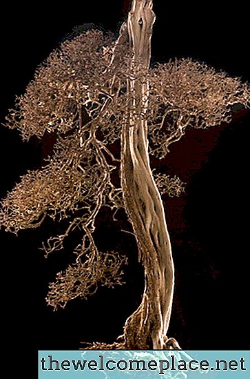 Sådan genoplives et døende Bonsai-træ