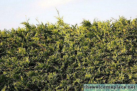 Cara Menghidupkan Kembali Hedge Cedar Sekarat