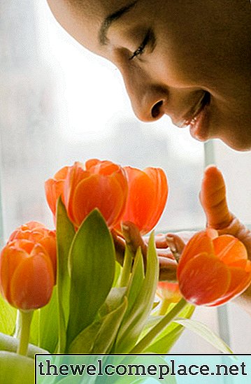 Wie verwelkte Tulpen wiederbelebt werden