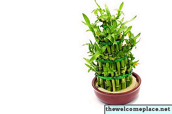 Ako ušetriť umierajúce vnútorné šťastné bambusové rastliny