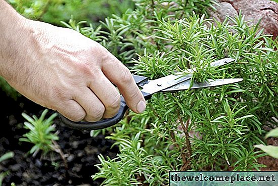 Làm thế nào để cứu một bụi cây Rosemary Dying