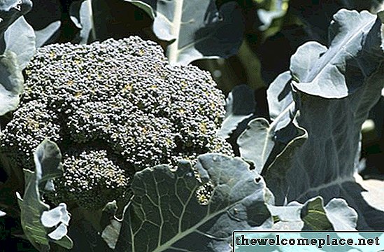 Slik redder du Leggy Broccoli Frøplanter