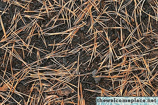 Cómo salvar los pinos con agujas que caen de color marrón