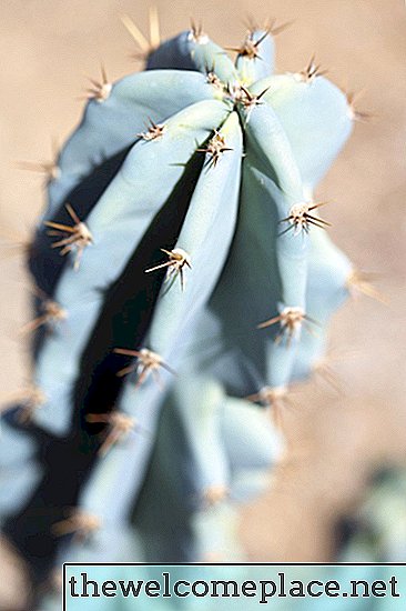 Sådan gemmer du en rotet kaktus