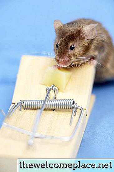 كيفية تخويف الفأر من الاختباء في منزلك