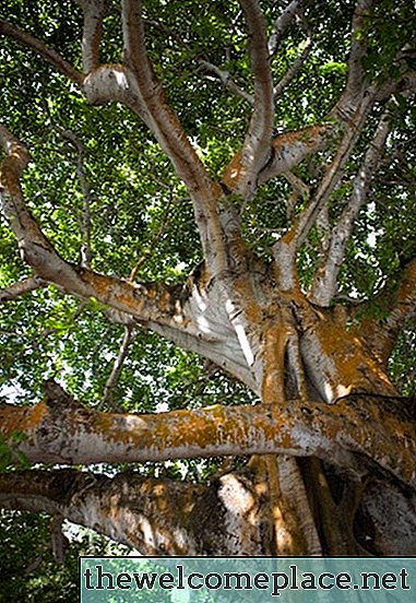 כיצד לאטום גפה חתוכה על עץ