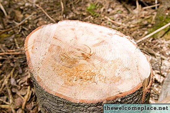 Πώς να σφραγίσει Stumps Tree