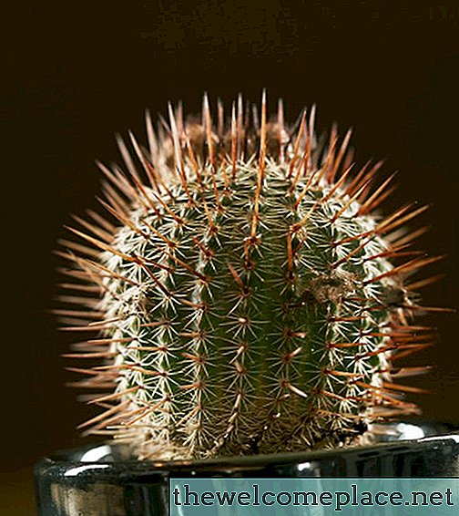 Jak dodávat kaktus
