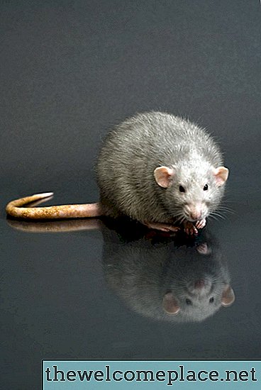 Jak vykouřit krysy