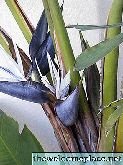 Hvordan dele en gigantisk hvit Bird of Paradise-plante