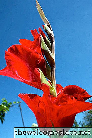 Kako zastaviti Gladiolus