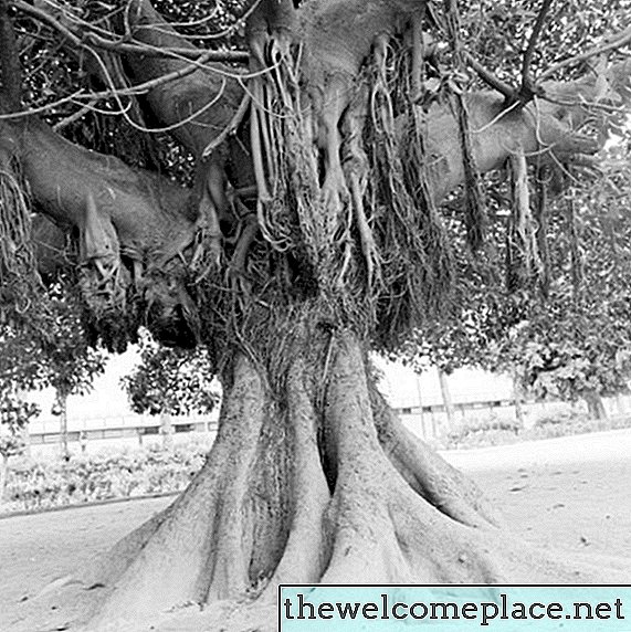 Comment démarrer un arbre de banian à partir de graines