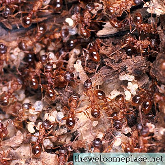 Comment arrêter les fourmis de voler des graines d'herbe