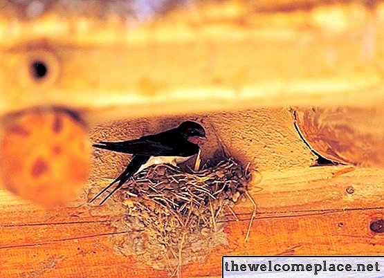 كيفية منع الطيور من بناء أعشاش الطين على بلدي الشرفة