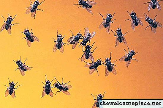 Bagaimana Menghentikan lalat dan Maggots daripada Menetas di Rumah Anda